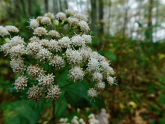 Ageratina roanensis