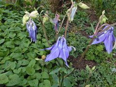 Aquilegia vulgaris