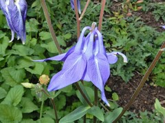 Aquilegia vulgaris
