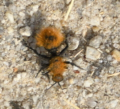 Dasymutilla californica