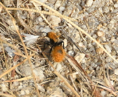 Dasymutilla californica