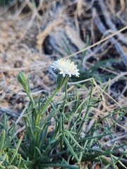 Chaenactis carphoclinia