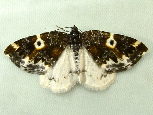 Western White-Ribboned Carpet