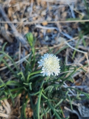 Chaenactis carphoclinia
