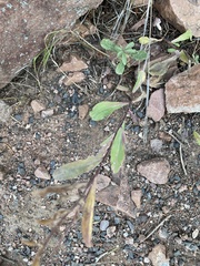 Solidago velutina sparsiflora