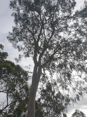 Eucalyptus seeana
