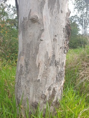 Eucalyptus seeana