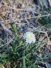 Chaenactis carphoclinia