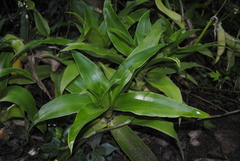Callisia fragrans