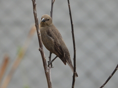 Molothrus bonariensis