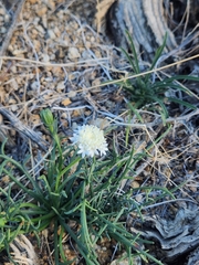 Chaenactis carphoclinia