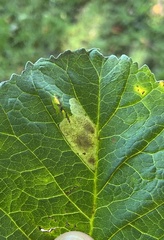 Cameraria ohridella