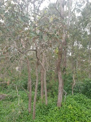 Lophostemon suaveolens