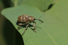 Curculio venosus