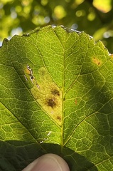 Cameraria ohridella