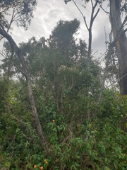 Melaleuca salicina