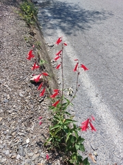 Penstemon barbatus