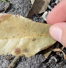 Pheidole obscurithorax