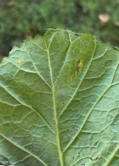 Cameraria ohridella
