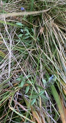 Polygala serpyllifolia