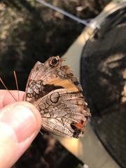 Opsiphanes invirae