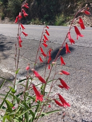 Penstemon barbatus