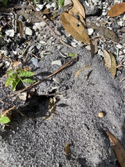 Pheidole obscurithorax