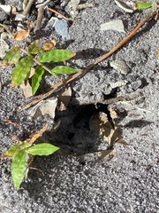 Pheidole obscurithorax