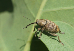 Curculio venosus