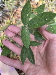 Rhynchosia tomentosa