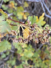 Physocarpus monogynus