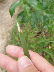 Lomandra hystrix