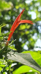 Justiciinae