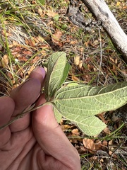 Rhynchosia tomentosa