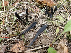 Geoglossum glabrum