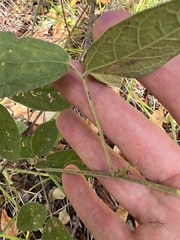 Rhynchosia tomentosa