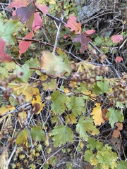 Physocarpus monogynus