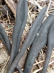Geoglossum glabrum