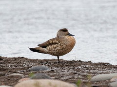 Lophonetta specularioides