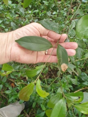 Cryptocarya triplinervis