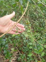 Maclura cochinchinensis