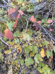 Physocarpus monogynus