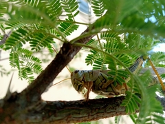 Melanoplus differentialis