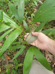 Archontophoenix alexandrae