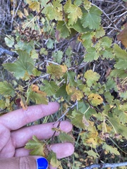 Physocarpus monogynus