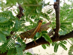 Melanoplus differentialis