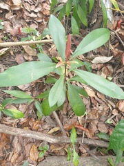 Tristaniopsis laurina