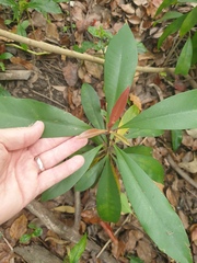 Tristaniopsis laurina