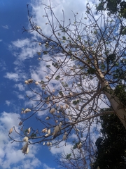 Ceiba pentandra