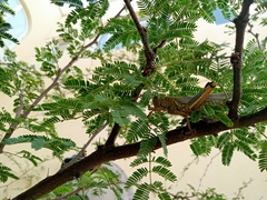 Melanoplus differentialis